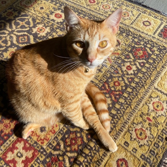 Animal Friendly Home - Picture 13 of 16